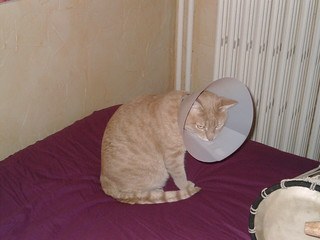 Orange cat wearing cone
