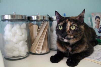 Tortoise cat on vet's table