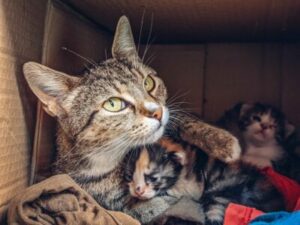 Mother cat in box with babies