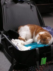 Orange & white cat sleeping in packed suitcase