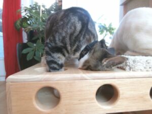 Cat digging in puzzle box