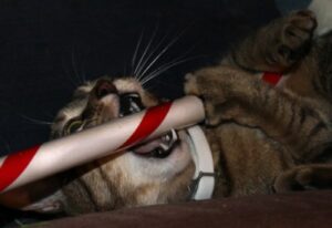 Cat chewing on rod