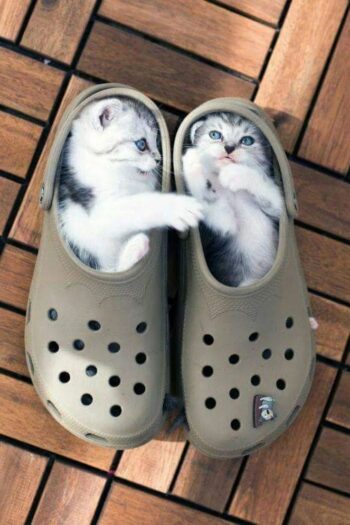 kittens in pair of shoes