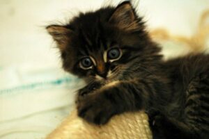Small black striped kitten