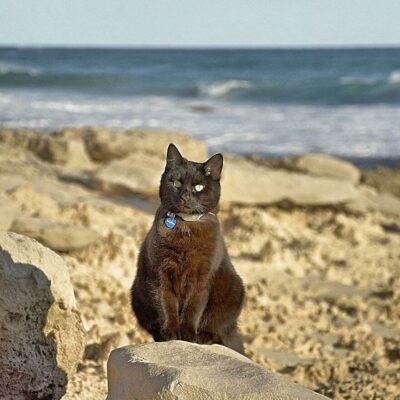Black cat on rocky beach