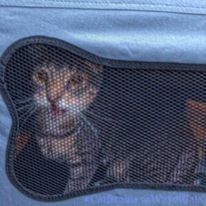 Cat looking through carrier screen