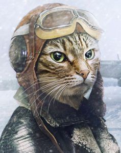 Cat in flying helmet