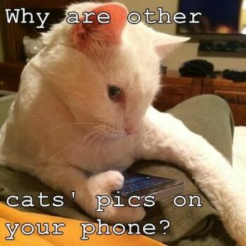 white cat jealous of pictures