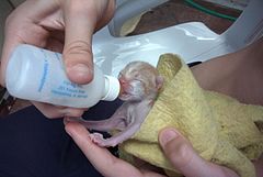 Feeding baby kitten from bottle