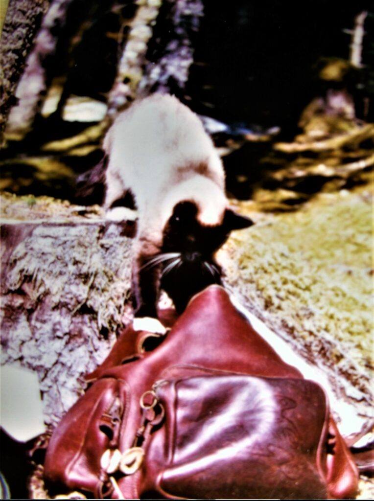 Siamese cat investigating small backpack