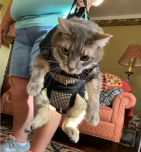 Grey cat in harness vest