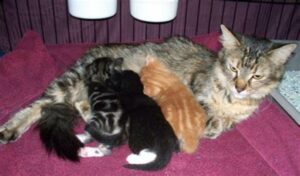 Mother cat nursing 3 kittens