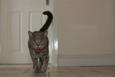 Grey tiger cat with ball in mouth