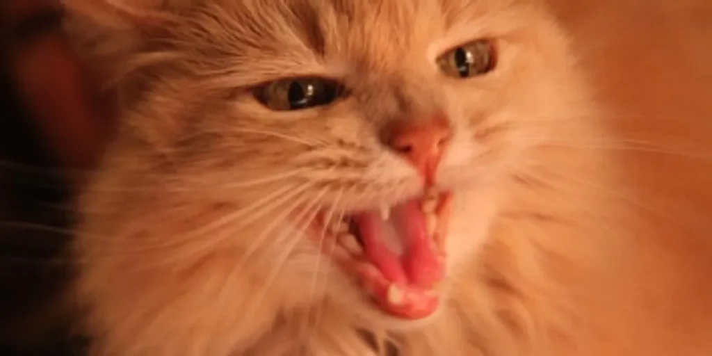 Orange cat showing teeth; yowling