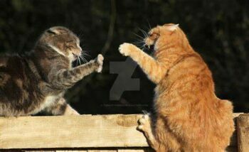orange cat and grey cat squaring off
