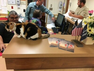 therapy cat in VA hospital