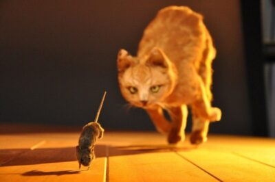 Orange cat chasing mouse