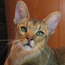 Head of Chausie Cat