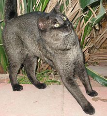 Black Chausie cat