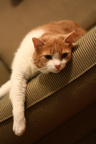 Orange & white cat on sofa looking bored