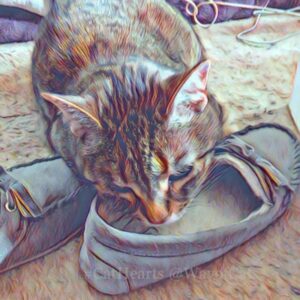 Cat sniffing moccasin
