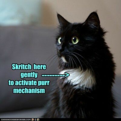 Black & white cat; purr mechanism shown