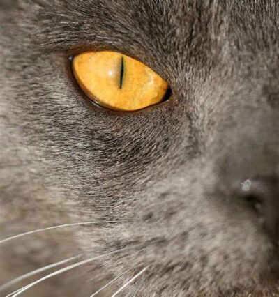 Grey cat; one eye; retina a slit