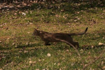 Chausie cat running