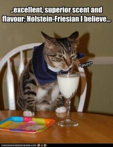 Grey striped cat sniffing milk