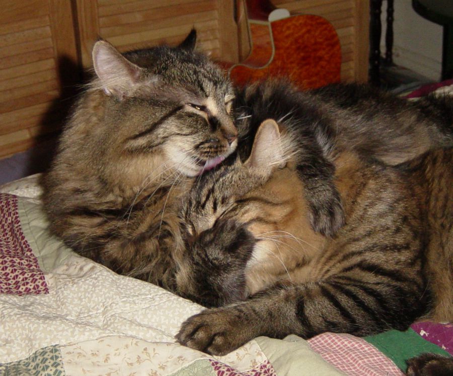 One cat washing another