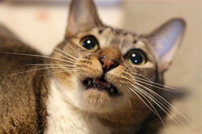 Cat with mouth slightly open