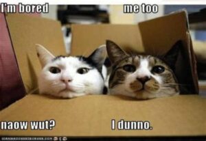 Two cats sitting in box, looking bored