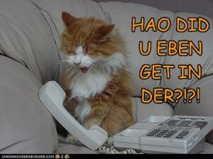 Orange cat talking on phone