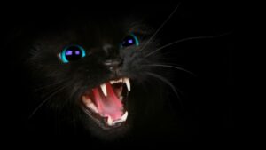 Black cat at night; eyes dilated