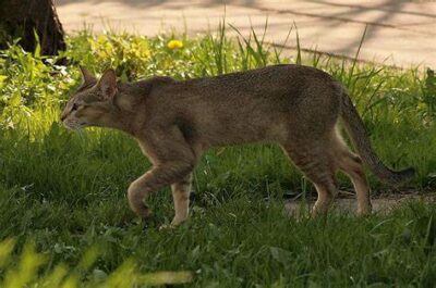 Long, sleek Chausie