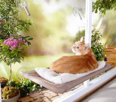 Orange cat in window bed