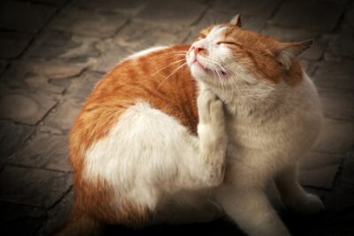 orange & white cat scratching neck