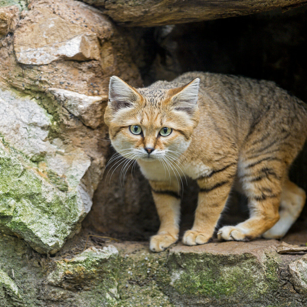 Sand cat in rocky cave