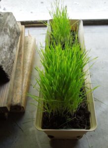 large container of cat grass