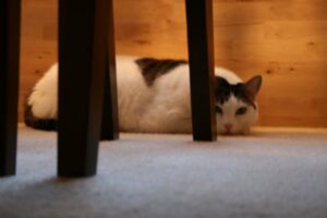 white cat, brown spots, hiding behind chair
