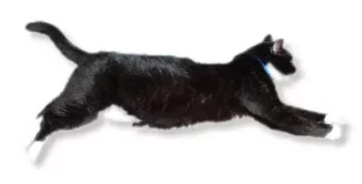 Black cat in mid-zoom