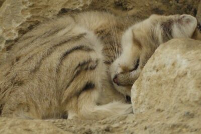 Sand cat sleeping