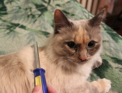 tan cat getting combed