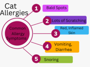 Chart of common cat allergy symptoms