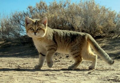 Sand cat walking in desert