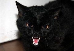 Black cat hissing
