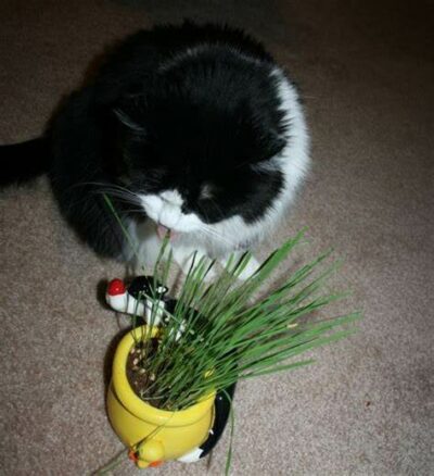 tuxedo cat eating grass