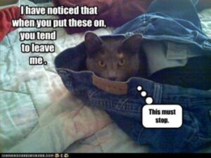 Cat in jeans: I have noticed that when you put these one you tend to leave me