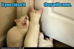 three white cats at closed door