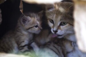 Mother sand cat and kitten